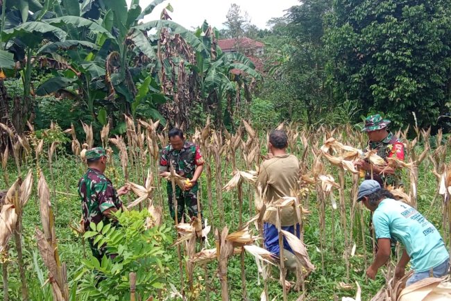 Babinsa Membatu Kelompok Tani melaksanakan Panen Jagung di Wilayah