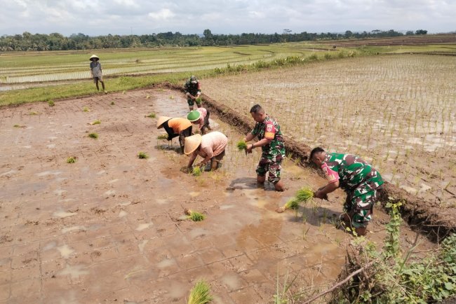 Peran Babinsa Bantu tanam padi Demi mewujudkan Ketahanan Pangan