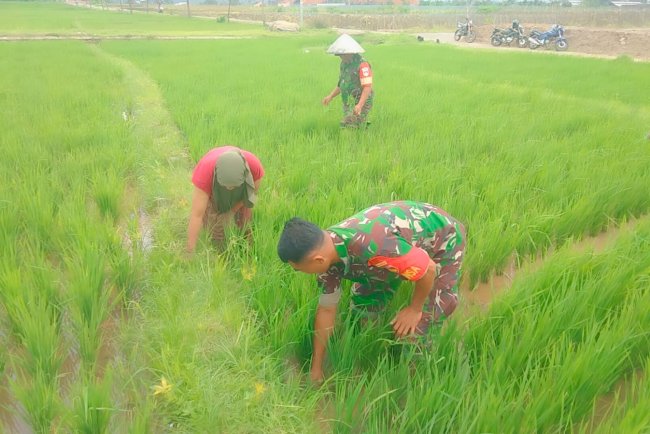 Babinsa Pendampingan Petani