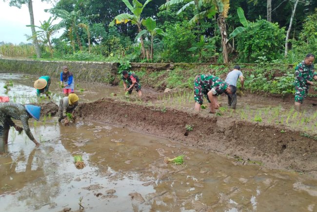 Babinsa Penanaman Padi Bersama Dengan Petani