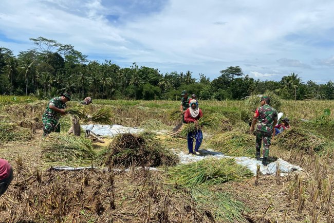 Koramil 01 Banjarnegara Turun ke Sawah Bantu Petani Panen Padi