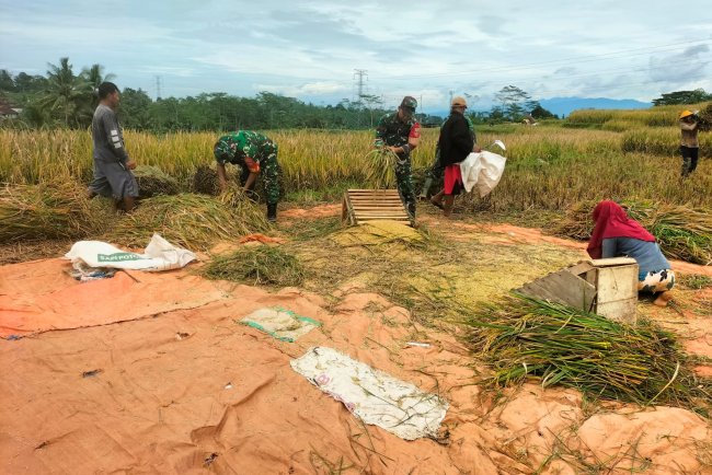 Sukseskan Swasembada Pangan Koramil 01 Banjarnegara Turun ke Sawah