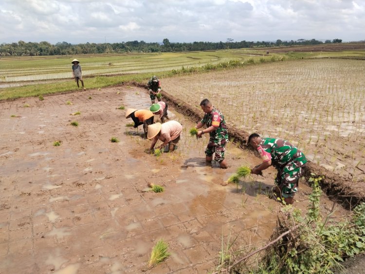 Peran Babinsa Bantu tanam padi Demi mewujudkan Ketahanan Pangan