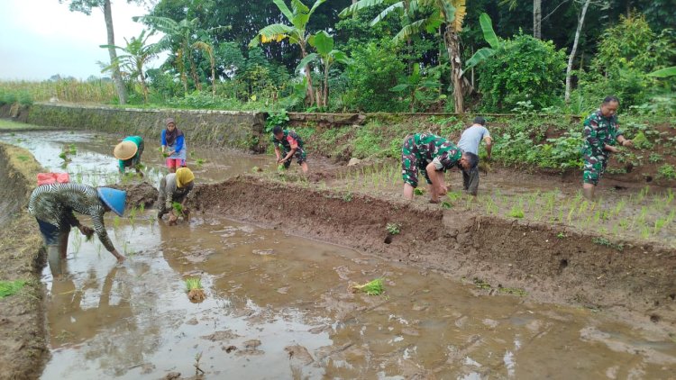 Babinsa Penanaman Padi Bersama Dengan Petani