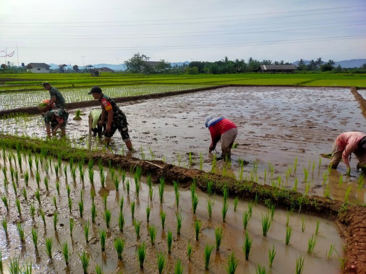 Koramil 15 Rakit Bersama Warga Tanam Padi Serentak