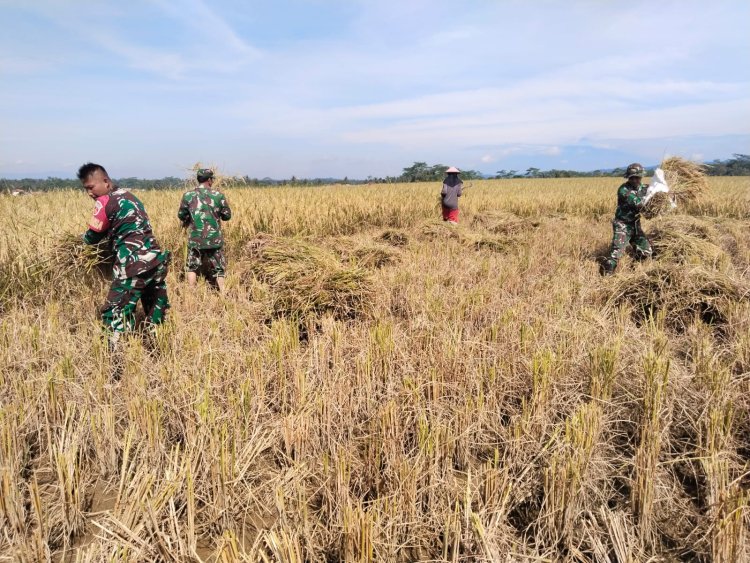 wujud nyata Babinsa Bantu Petani Panen Padi di Desa Binaan