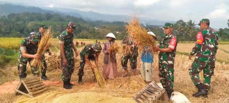 Babinsa Bersama Petani panen padi