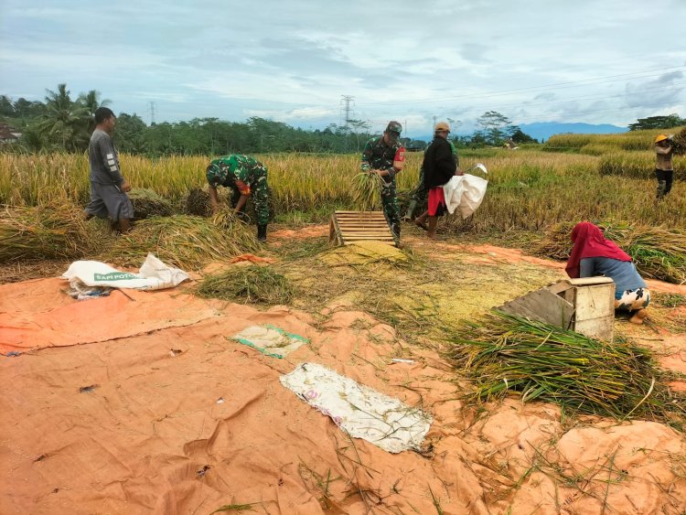 Sukseskan Swasembada Pangan Koramil 01 Banjarnegara Turun ke Sawah