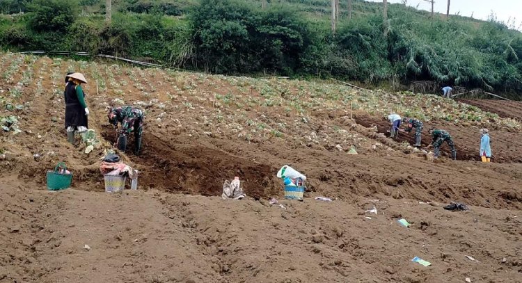 Olah Lahan Yang Baik Kunci Sukses Panen Melimpah Dan Maksimal Koramil Bantu Petani