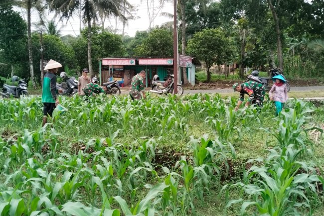 BABINSA BERSAMA DENGAN PETANI MEMUPUK TANAMAN JAGUNG