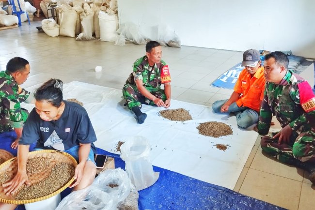 Babinsa Koramil 10 Bawang Turun Tangan Seleksi Benih Kopi Unggul