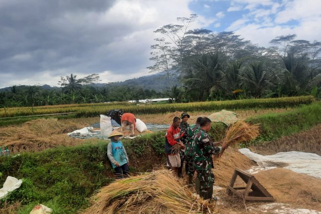 Babinsa bersama Poktan Ngudi Rahayu Panen Raya