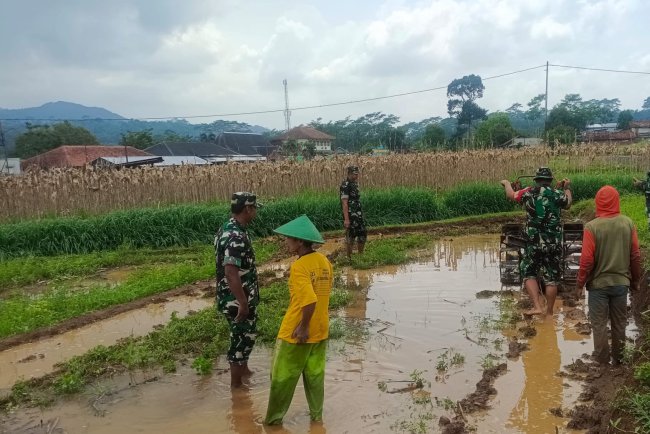 Bantu Petani Siapkan Lahan Danramil Bersama Babinsa Bajak Sawah Dengan Traktor