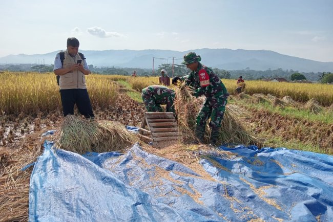 Babinsa Turun Langsung Ke Sawah Bersama BPP Membantu Petani Panen Padi 