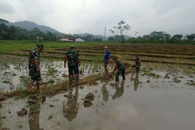 Babinsa Dampingi Petani Lakukan Pengolahan Lahan