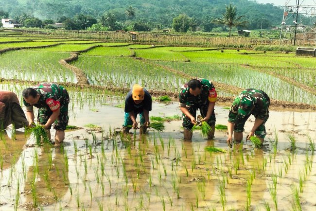 Koramil 15 Rakit Tanam Padi bersama kelompok tani