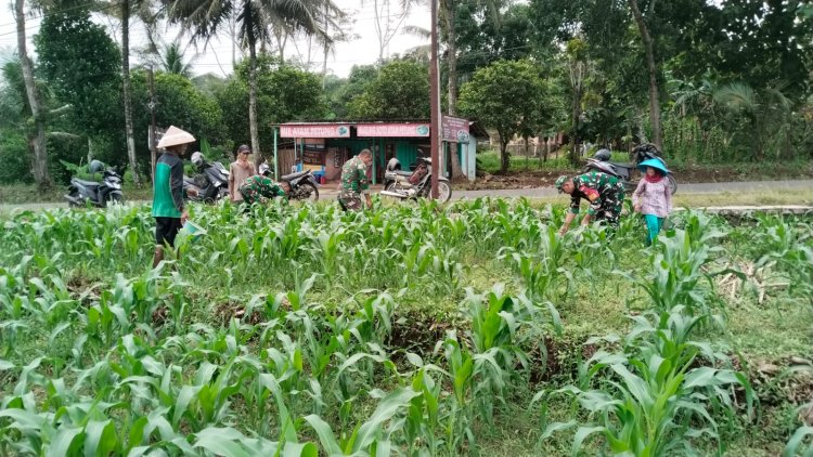 BABINSA BERSAMA DENGAN PETANI MEMUPUK TANAMAN JAGUNG