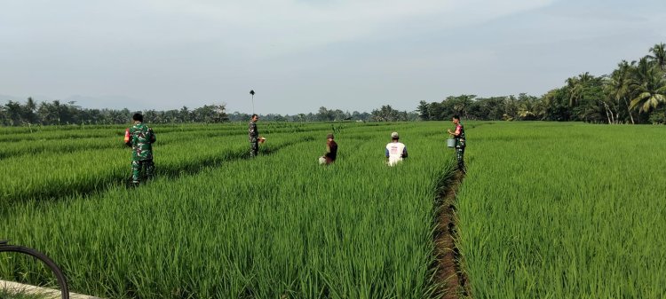 Babinsa Bantu Petani Pemupukan padi untuk mewujudkan Ketahanan Pangan
