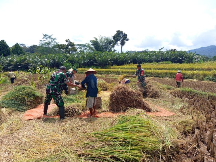 Danramil dan Babinsa Bersama petani Membantu Proses Panen Padi