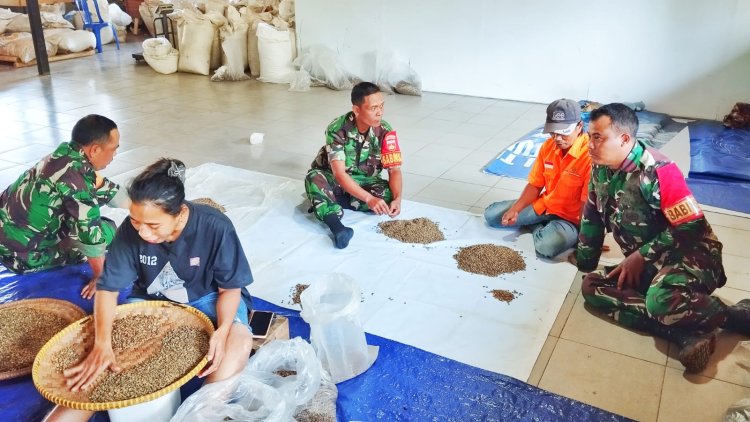 Babinsa Koramil 10 Bawang Turun Tangan Seleksi Benih Kopi Unggul