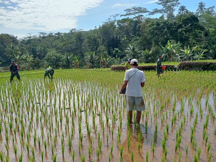 DANRAMIL DAN BABINSA TERJUN LANGSUNG KE SAWAH