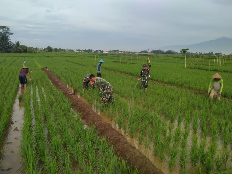 Babinsa Bantu Petani Penyemprotan Padi