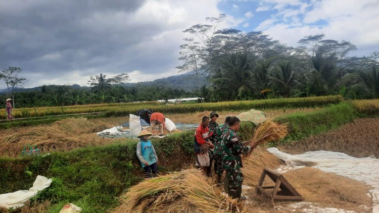 Babinsa bersama Poktan Ngudi Rahayu Panen Raya