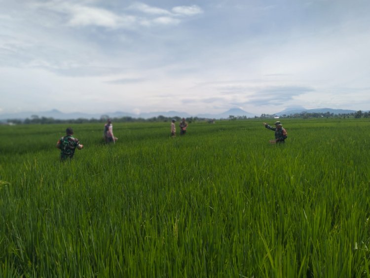 Babinsa Bantu Petani Pemupukan padi untuk mewujudkan Ketahanan Pangan