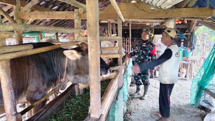 Mandiri Air dan Pakan, Peternak Sapi di Cikuya Sangan Bersyukur Berkat TMMD