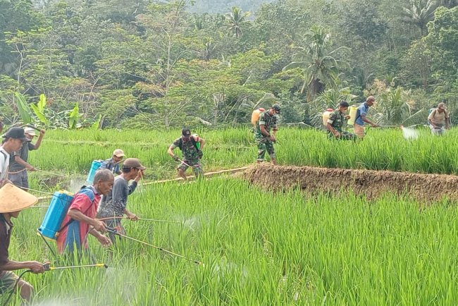 Danramil Dan Babinsa Terjun Langsung Bantu Petani Pemupukan Padi