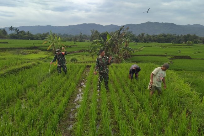 TNI Babinsa Koramil 02/Klampok membantu penyemprotan tanaman Padi