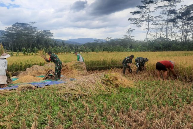 KORAMIL 03 WANADADI DAMPINGI PANEN PADI DI DESA KARANGKEMIRI