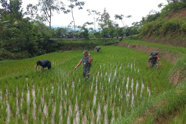 Babinsa Bantu Perawatan Padi Bersama Kelompok Tani