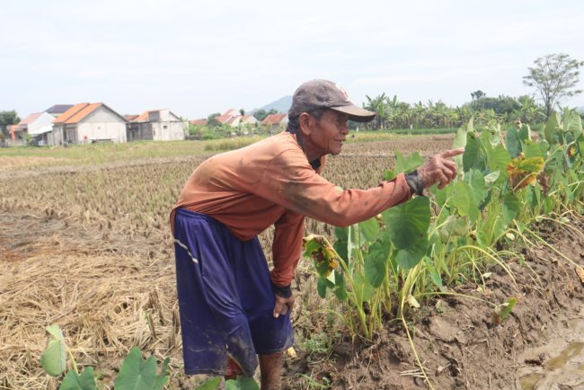 Senyum Sumringah Waryanto, Petani Cikuya Sambut Ceria Program TMMD Brebes