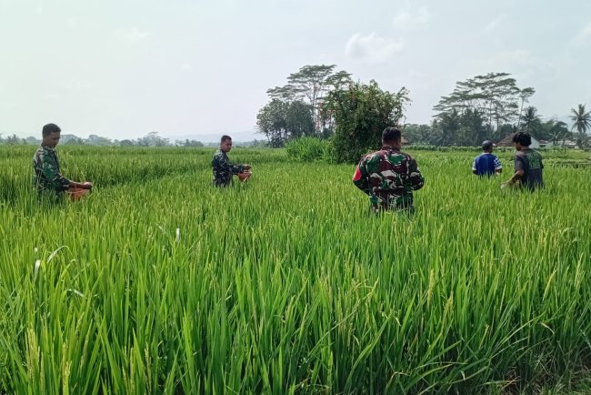 Wujud Kepedulian Babinsa Bantu Petani Pemupukan padi 