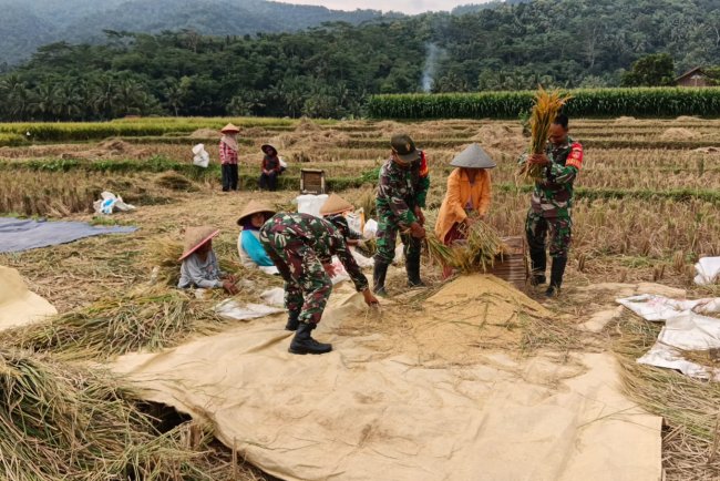 Bantu Petani Panen Padi, Bentuk Dukungan Babinsa Sukseskan Swasembada Pangan