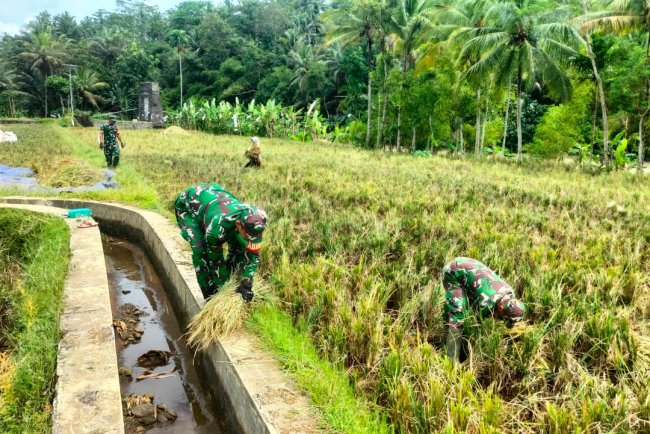 Danramil 11 Punggelan Pimpin Panen Padi di Desa Tribuana