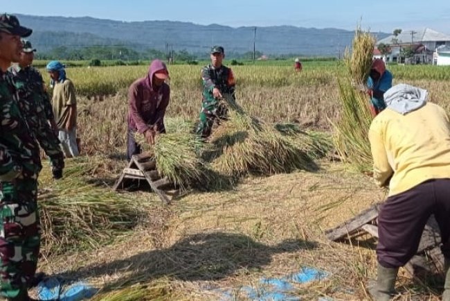 Babinsa Koramil 13 Banjarmangu Bantu Petani Panen Padi