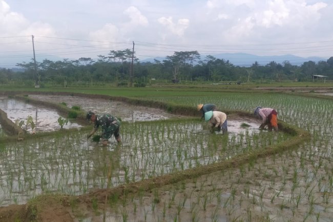 TNI dan Warga Lengkong Turun ke Sawah Tanam Padi Bersama untuk Ketahanan Pangan