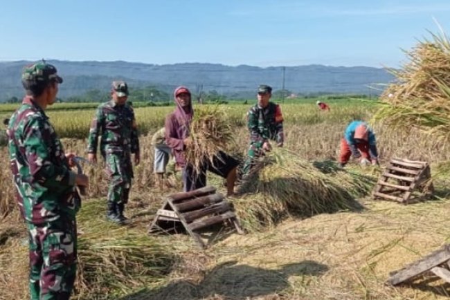 Koramil 14 Madukara Bantu Petani Panen Padi Di Wilayah Desa Binaan
