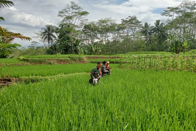 Danramil Dan Babinsa Terjun Langsung Ke Sawah Bantu Petani Pemupukan