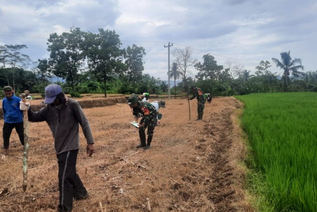 Babinsa Koramil 03 Wanadadi Melaksanakan Tanam Jagung