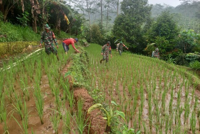 Babinsa Koramil 04 Karangkobar Bantu Petani Melaksanakan Penyemprotan Padi