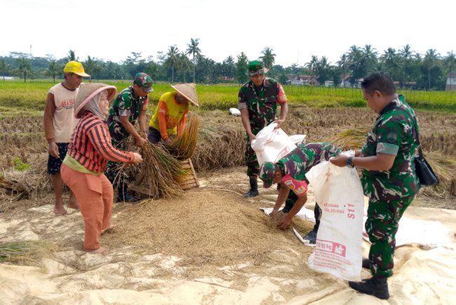Koramil 09 Susukan Dampingi Panen Padi Kelompok Tani Trubus