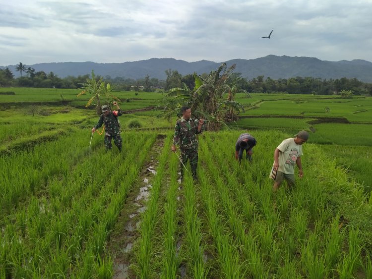 TNI Babinsa Koramil 02/Klampok membantu penyemprotan tanaman Padi