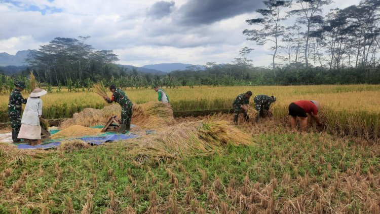 KORAMIL 03 WANADADI DAMPINGI PANEN PADI DI DESA KARANGKEMIRI