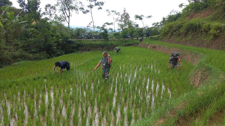 Babinsa Bantu Perawatan Padi Bersama Kelompok Tani