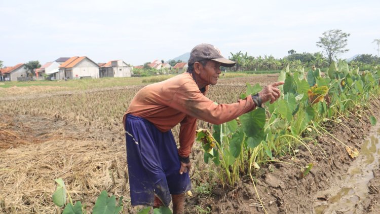 Senyum Sumringah Waryanto, Petani Cikuya Sambut Ceria Program TMMD Brebes