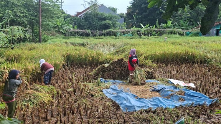 Srikandi Cikuya Tak Lagi Cemas, Panen Raya Lancar Berkat Jalan Baru dan Program TNI Manunggal Air 