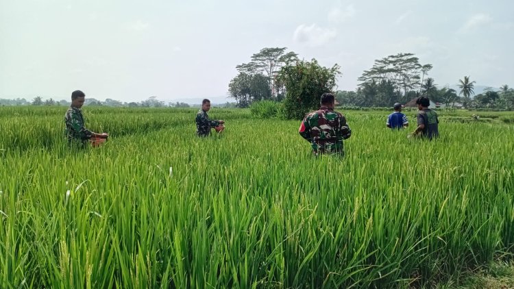 Wujud Kepedulian Babinsa Bantu Petani Pemupukan padi 